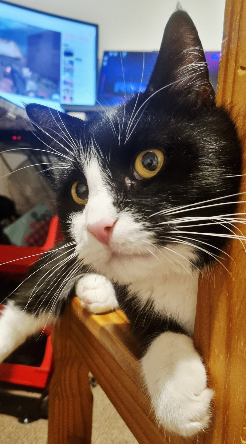Black and white cat sitting on a wooden chair with a blurred background